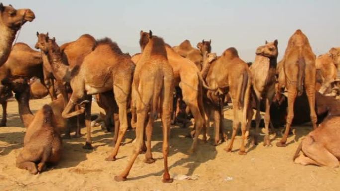普什卡骆驼博览会-节日期间的骆驼群