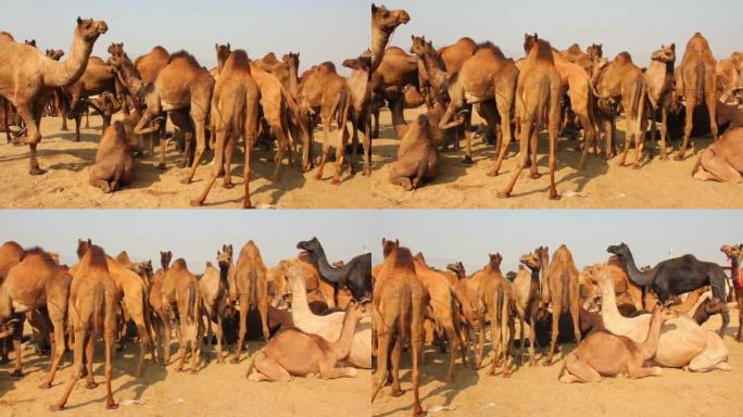普什卡骆驼博览会-节日期间的骆驼群