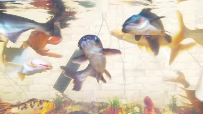 水族馆鲨鱼和鱼在水族馆移动的高清视频。海洋生物特写视图