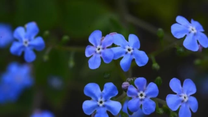 勿忘我的花宏观，在阳光的照射下有鲜绿色的叶子。绿色背景上的蓝色花朵。盛开的花朵自然背景。