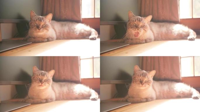 4k视频片段可爱的猫躺在屏幕电脑旁边。