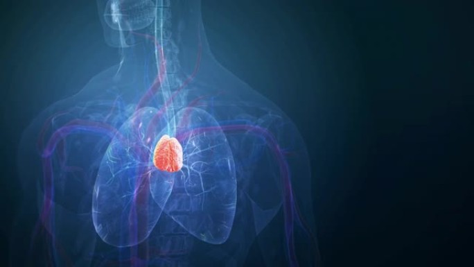 人体胸腺解剖学广告肺部旋转