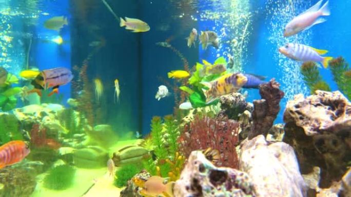 彩色水族馆，带有气泡，淡水鱼和水生植物