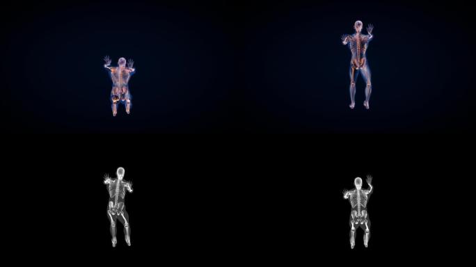 人体x光身体和骨骼，瑜伽拉伸上视环，亮度哑光