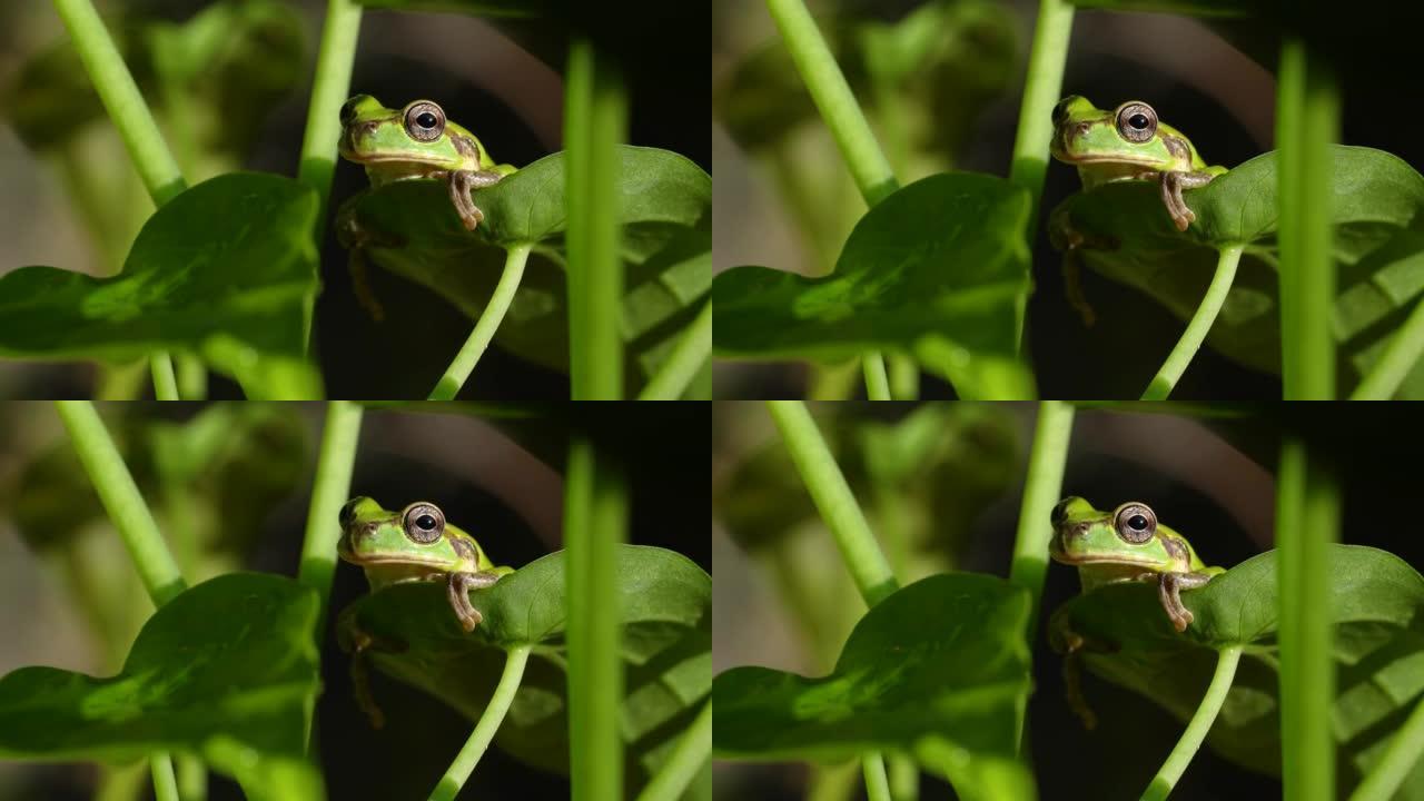 草地上的树蛙的4k视频。