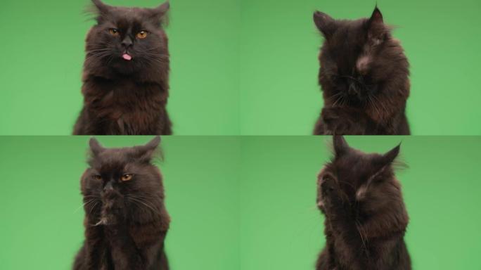 饥饿的小猫咪伸出舌头舔鼻子，清洁和清爽的皮毛，坐在工作室的绿色背景前