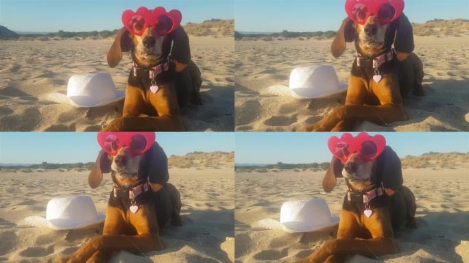 穿着红色心形太阳镜的长耳朵在海滩上的女性滑稽狗。