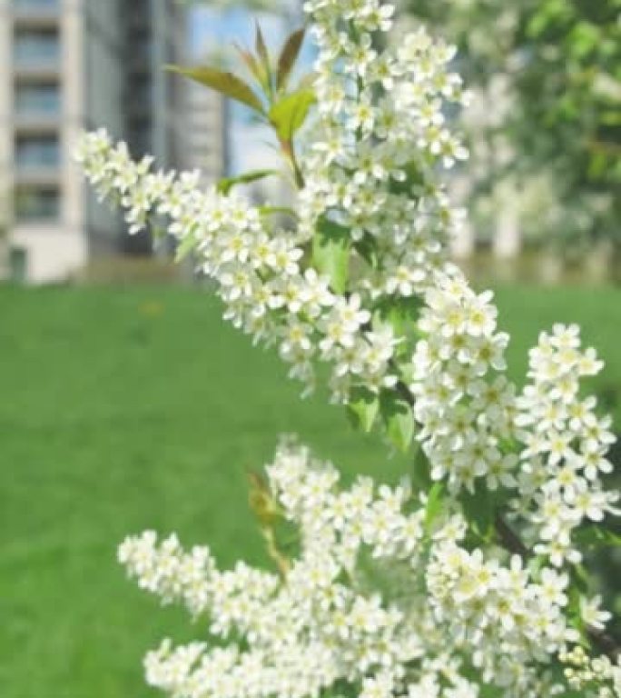 公园背景下有白花的树枝。垂直视频。