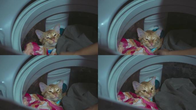 洗衣机里的虎斑猫。