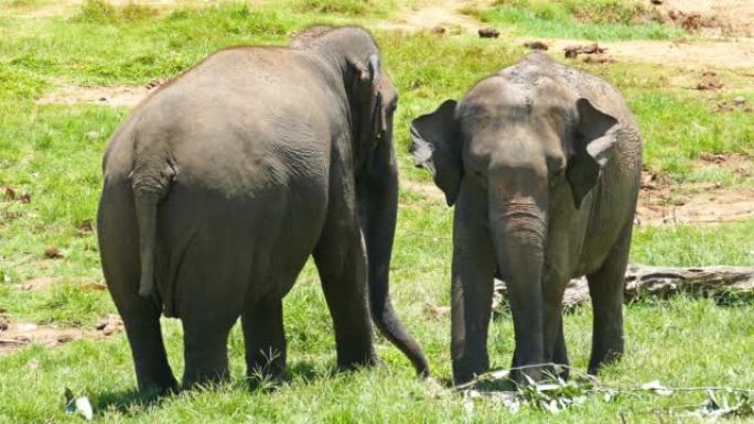 斯里兰卡Pinnawala大象孤儿院的大象