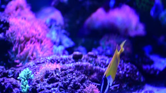 海洋下的鱼类外科医生在浅水岛的珊瑚礁上游泳。