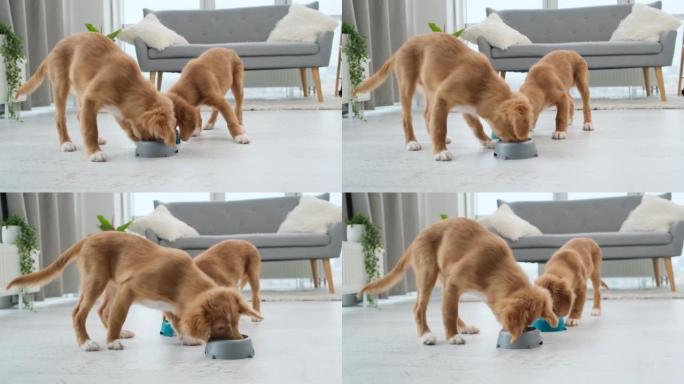 托勒小狗在碗附近寻找食物
