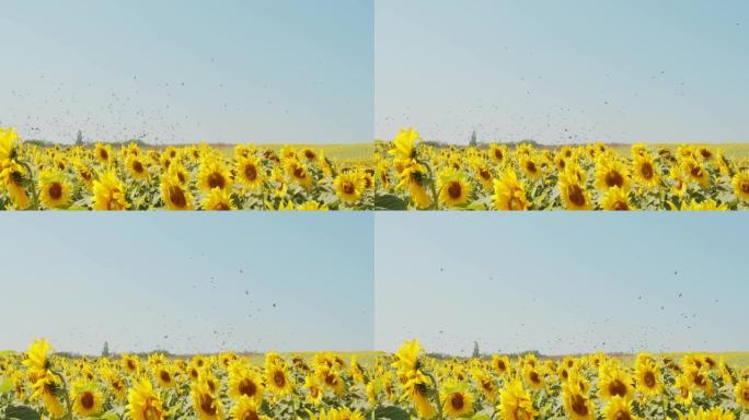 动物野生动物鸟类在田野里飞翔，美丽的新鲜黄色向日葵盛开，在夏日的阳光下在田野中飘扬