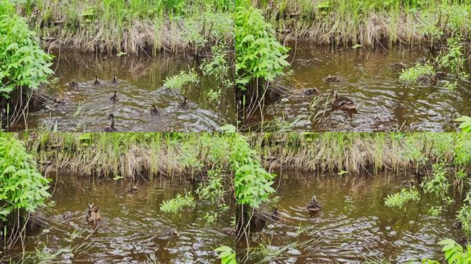 母鸭带着小鸭在运河中游泳，捏草