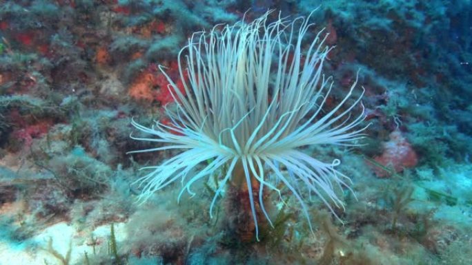 水下自然-深海海底中的铈