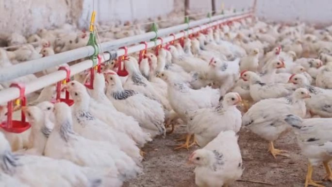 阿德勒银鸡采用奶嘴供水系统饲养家禽