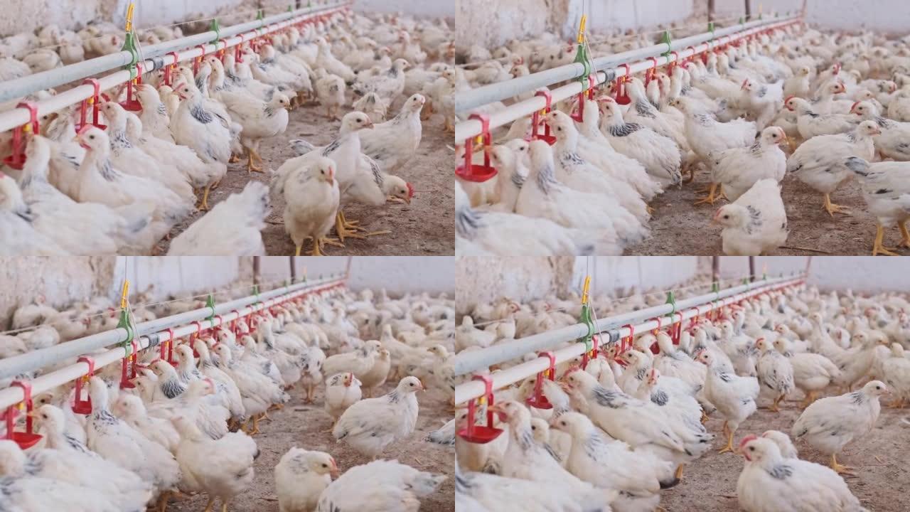 阿德勒银鸡采用奶嘴供水系统饲养家禽
