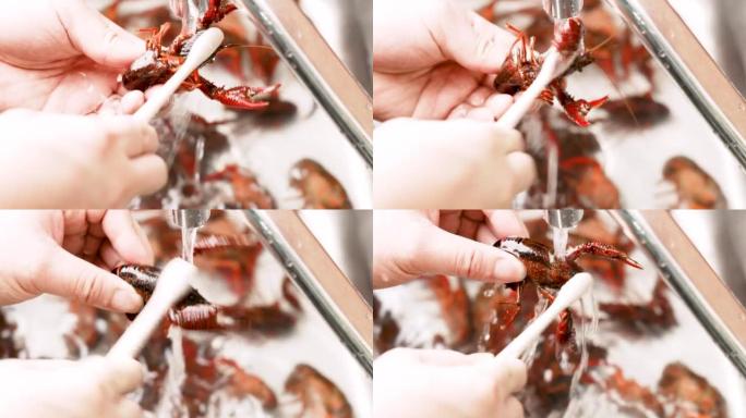 清洗和清洗小龙虾视频