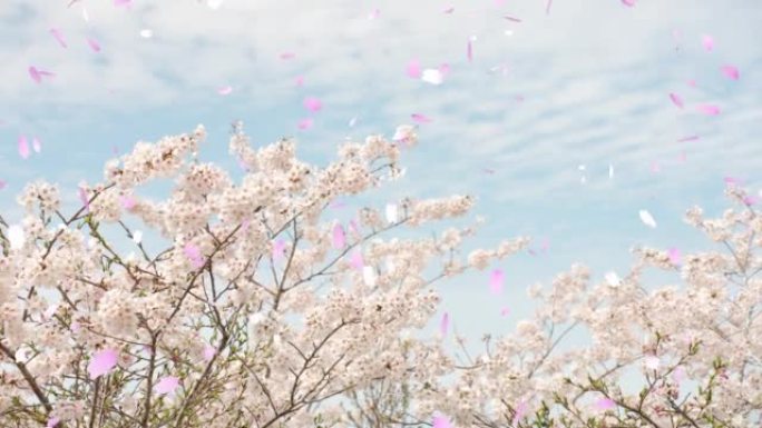 樱花花瓣在强烈的春风中摇曳 “CG合成”