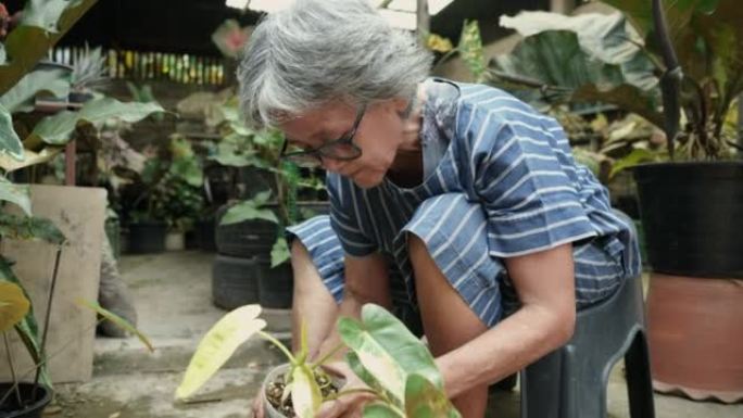 亚洲高级妇女为杂色植物换花盆，在家里的花园里，家庭园艺，照顾植物，快乐健康的退休生活