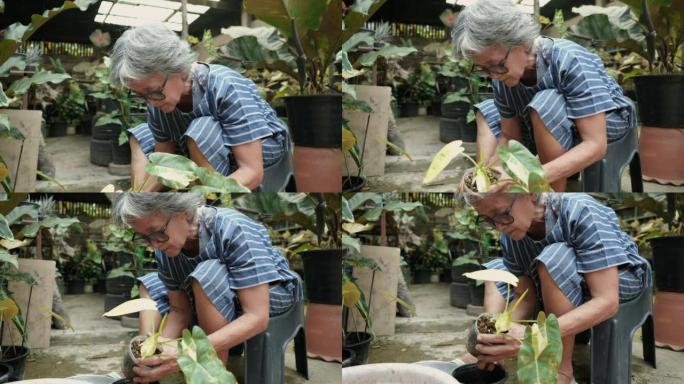 亚洲高级妇女为杂色植物换花盆，在家里的花园里，家庭园艺，照顾植物，快乐健康的退休生活
