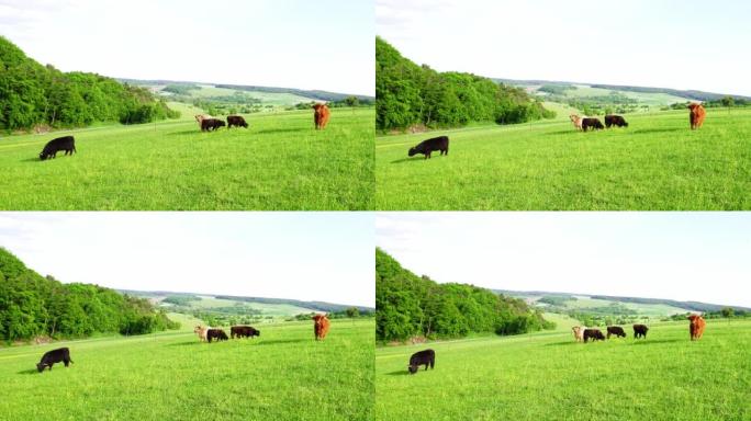 苏格兰高地牛在牧场上放牧