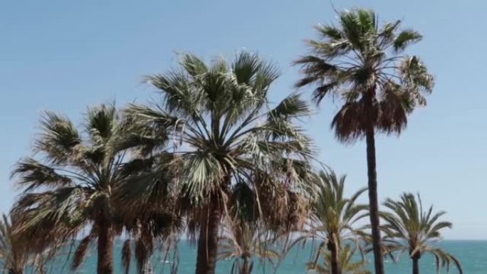 棕榈树树林在微风和阳光中摇曳。西班牙贝纳马迪纳