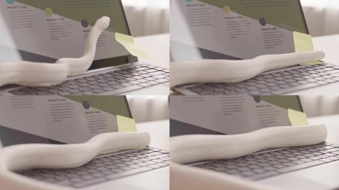 在笔记本电脑上爬行的白鼠蛇