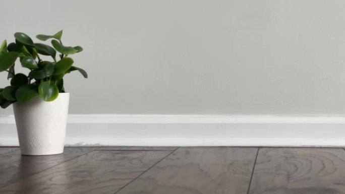 空房间，墙壁上有电源插座和踢脚线。单盆植物放在地板上。镜头可以用作虚拟家具或装饰的背景。