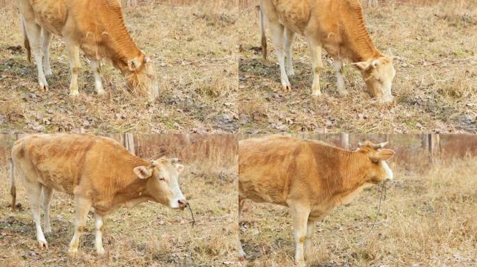 冬季户外圈养牛吃草
