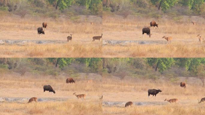 Gaur或印度野牛或bos gaurus在bandhavgarh国家公园森林中央邦印度亚洲景观中，带