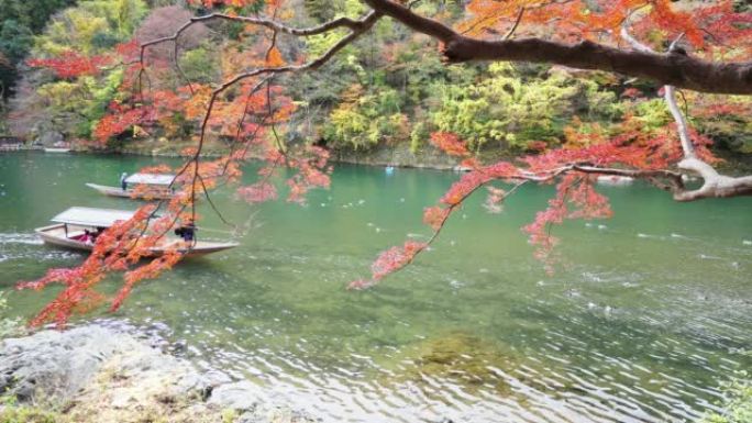 日本京都市秋季森林中的彩色枫树。