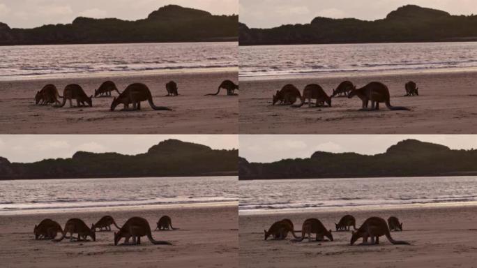 在海滩上觅食的袋鼠:澳大利亚北部