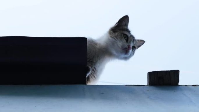猫爬上大楼的屋顶，呼救，无法从高处爬到底部。屋顶上对着天空尖叫的猫。向上看