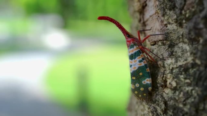 美丽的灯笼飞人的烟火烛台或火虫，夏天在公园的树上爬行的飞虱。