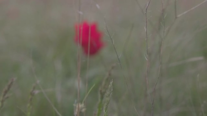 美丽盛开的野生草原。草原上的春天花朵郁金香。红郁金香，郁金香 (T. Schrenkii Regel