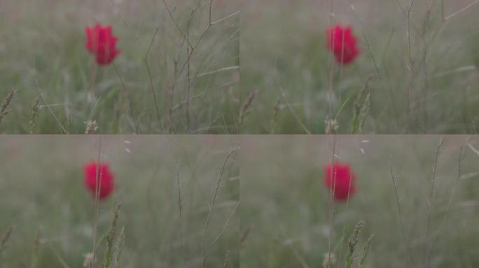 美丽盛开的野生草原。草原上的春天花朵郁金香。红郁金香，郁金香 (T. Schrenkii Regel