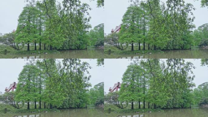 实拍春雨后广州天河公园水杉与背后的吊臂。