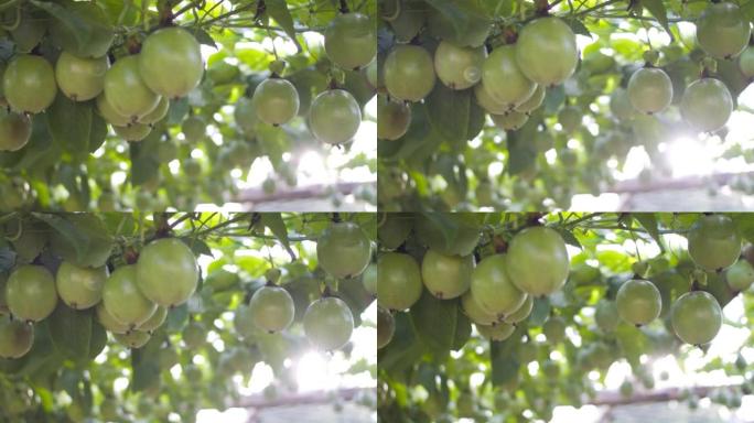 百香果树是在有机农场生产的。没有化学品的农业概念。