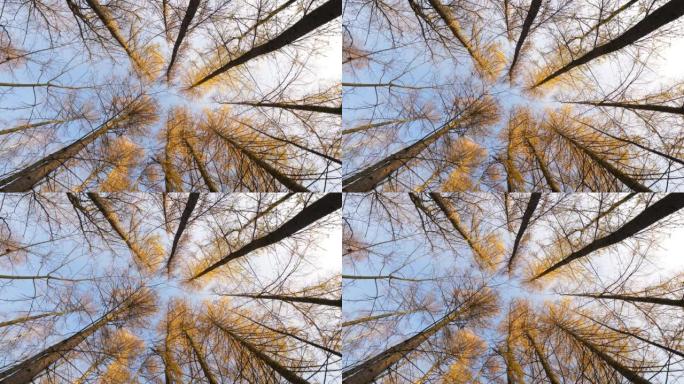 秋季黄针落叶松树，低角度拍摄