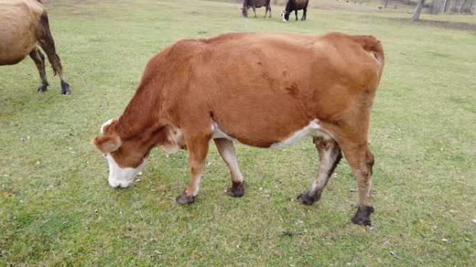 放牧牛，在黑海地区吃草叶