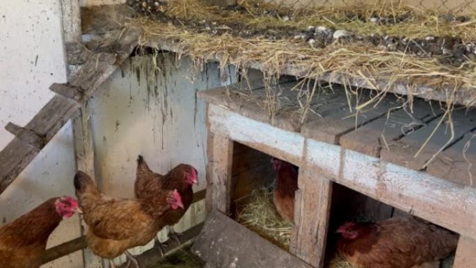 为了农场自己的需要，在农村少量饲养的鸡。