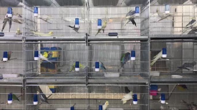 鸟类商店的笼子里的各种鹦鹉