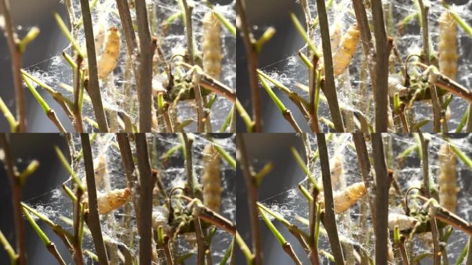 树枝上成熟蚕茧的特写，4k实时镜头，太阳光背光，中国农业和动物概念。