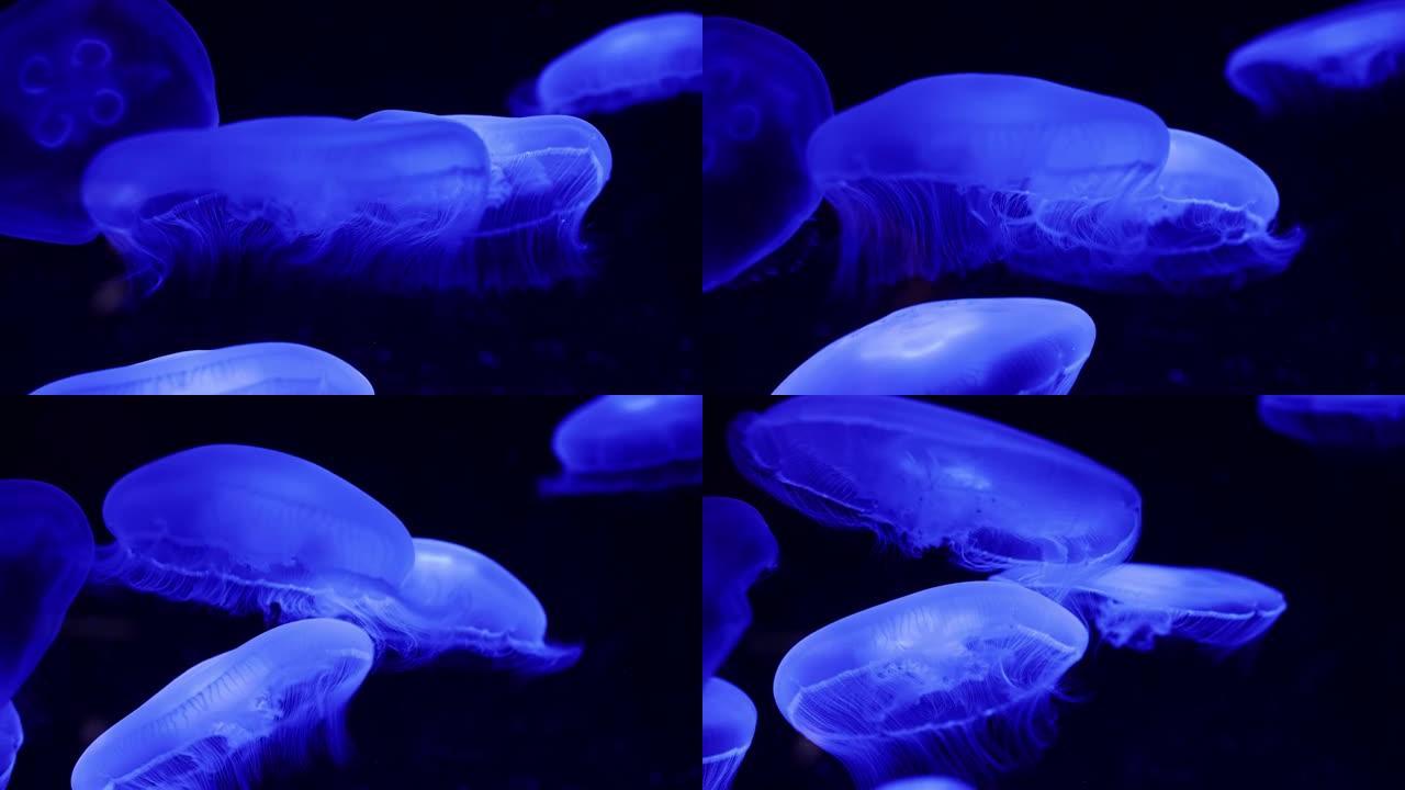 果冻鲸脂水母 (蓝色鲸脂水母或Catostylus mosaicus) 在黑色背景下水下缓慢移动的特