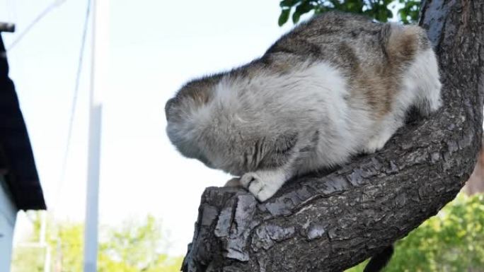特写成年家猫爬上去，坐在露天的树上，不敢下楼。动物需要救援人员或路人的帮助