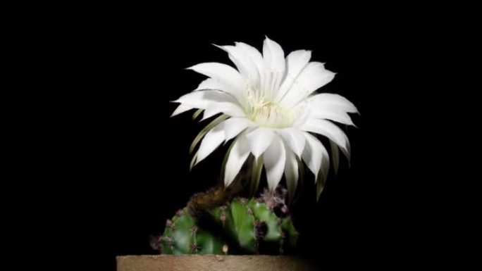 白色仙人掌花从芽到全花的延时镜头孤立在黑色背景上，4k侧视视频，特写镜头。