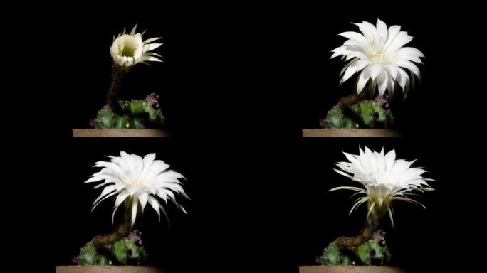 白色仙人掌花从芽到全花的延时镜头孤立在黑色背景上，4k侧视视频，特写镜头。