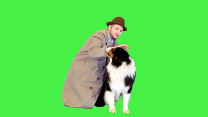 侦探在绿色屏幕上抚摸他的澳大利亚牧羊犬，色键