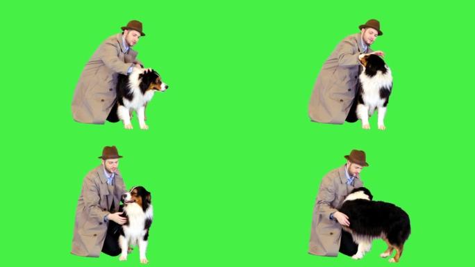 侦探在绿色屏幕上抚摸他的澳大利亚牧羊犬，色键